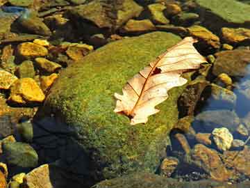 劉伯溫一馬一肖中特期準(zhǔn)，釋義、解釋與落實(shí)